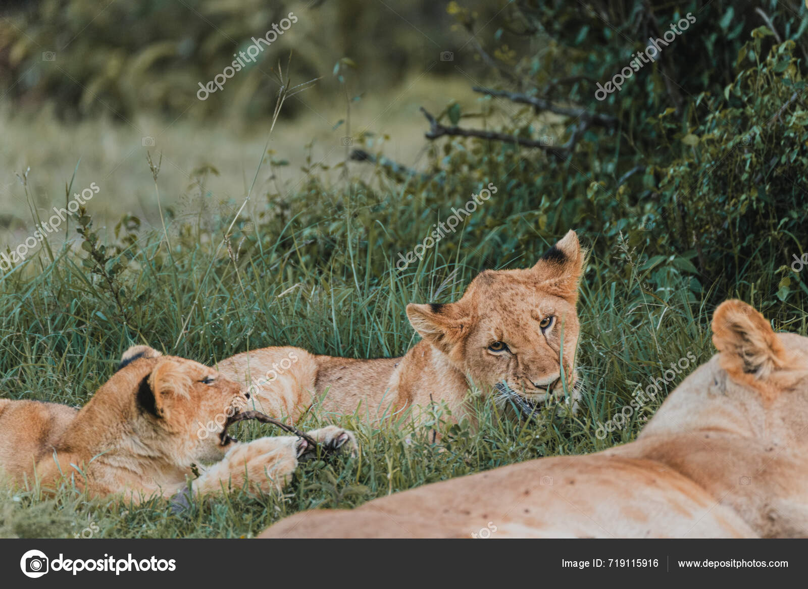 Cub Nuzzles Sibling Lioness Grassy Kenyan Backdrop — Stock Photo ...