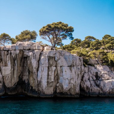 Engebeli kireçtaşı tepelerindeki yalnız ağaç mavi bir denize karşı.