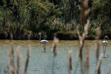 Parc Ornithologique 'deki bataklıkta yürüyen zarif flamingo.