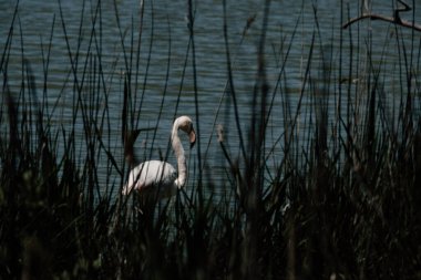 Parc Ornithologique 'deki bataklıkta yürüyen zarif flamingo.