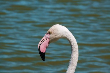 Yeşil bir gölün kenarında büyük bir flamingonun başına yakın çekim