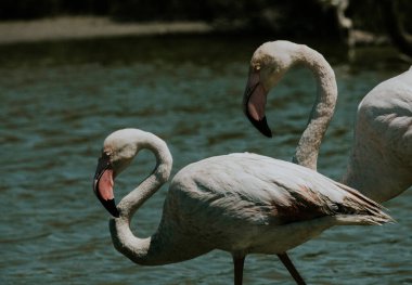 Yeşil bir gölün kenarında büyük bir flamingonun başına yakın çekim