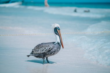 Tulum 'da bir pelikanın kafasını ve gagasını yakından çek.