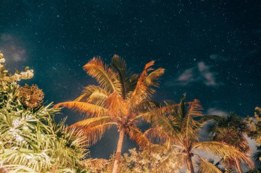 Tulum 'da yıldızlı gökyüzü altında palmiyeleri olan ay ışığı plajı.
