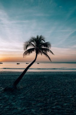 Gün batımına karşı palmiye ağacı silueti, Tulum plajı.