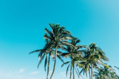 Açık mavi gökyüzüne karşı tropik palmiye ağaçları