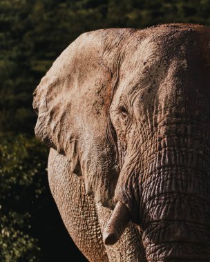 Bir filin bakışının samimi portresi, Masai Mara, Kenya