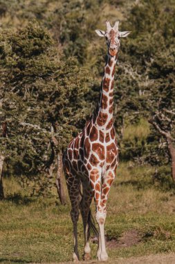 Huzurlu Ol Pejeta Koruma Alanında otlayan zürafa