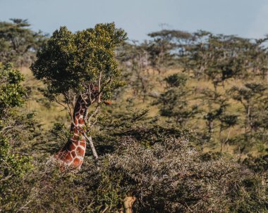 Zürafa Kenya, Ol Pejeta 'da ağaçların arasında kamufle oldu.