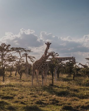 Huzurlu Ol Pejeta Koruma Alanında otlayan zürafa