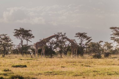 Ol Pejeta 'da gün batımında ağaçların arasında öpüşen iki zürafa.