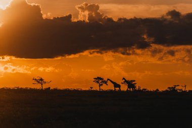 Zürafa siluetleri Ol Pejeta 'da dramatik bir günbatımı gökyüzü altında