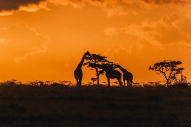 Zürafa siluetleri Ol Pejeta 'da dramatik bir günbatımı gökyüzü altında