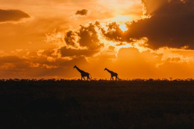 Zürafa siluetleri Ol Pejeta 'da dramatik bir günbatımı gökyüzü altında
