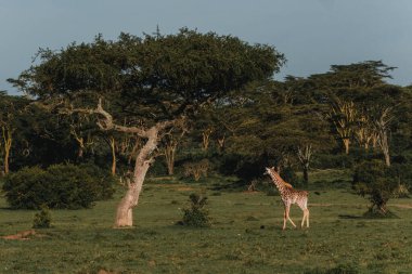 Genç zürafa Masai Mara 'daki akasya ağaçlarının arasında dikiliyor.