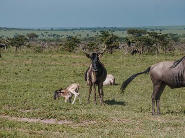 Anne, Masai Mara ve Kenya ile yeni doğmuş gnu buzağı bağı