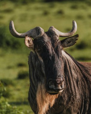 Masai Mara 'nın yeşilliğine karşı bir antilobun yakın çekimi.