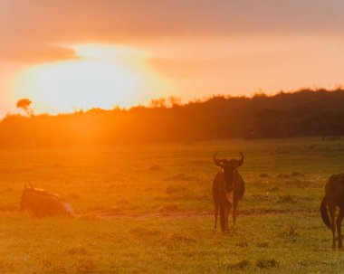 Kenya, Masai Mara 'da gün batımında antilop sürüsü