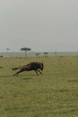 Antiloplar açık Masai Mara ovalarında koşuyor.