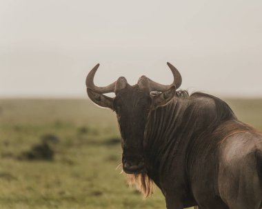 Kenya 'daki yemyeşil Masai Mara' da antiloplar var.