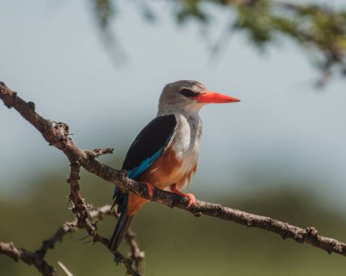 Gri başlı balıkçı dikenli bir dala tünedi, Masai Mara