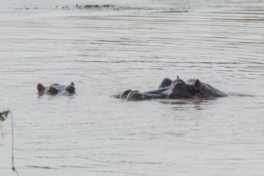 Nehrin dibini gözetleyen su aygırı, Masai Mara