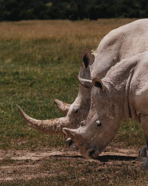 Southern white rhino in natural habitat, Ol Pejeta Conservancy clipart