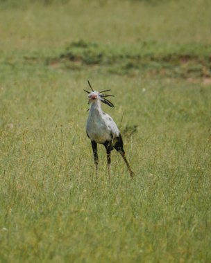 Masai Mara otlaklarında yürüyen sekreter kuş.