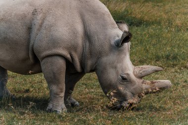 Fatu - one of the last two northern white rhinos at the Ol Pejeta Conservancy in Kenya clipart