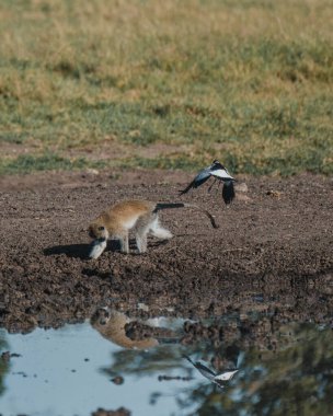 Uçan kuşla birlikte su kenarındaki vervet maymunu, Masai Mara.