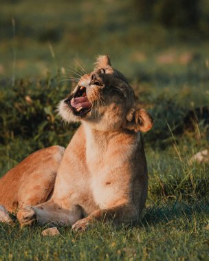 Masai Mara 'da gündoğumunda esneyen dişi aslan.