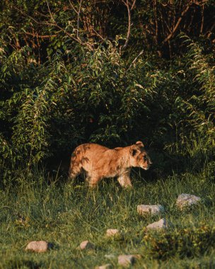 Aslan yavrusu şafakta çimenlerde yatıyor, Masai Mara.