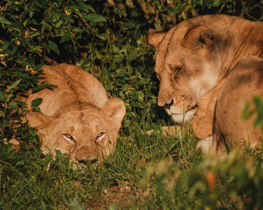 Aslan sürüsü Masai Mara çalılığında kaynaşıyor.