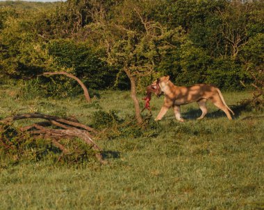 Masai Mara 'da yaban domuzu avı taşıyan dişi aslan.