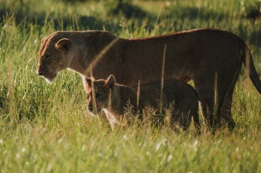 Dişi aslan ve yavru sinsice otların arasında ilerliyorlar, Masai Mara.