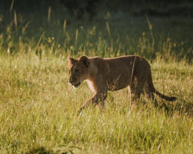 İzlanda 'daki Solheimajokull buzulunun havadan görünüşü, zıt yeşil tepeler ve parçalı bulutlu bir gökyüzünün altında buzul gölünün buluşması ile engebeli buz tabakasının birleşmesi..