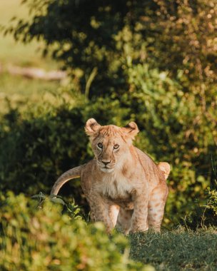 Meraklı aslan yavrusu Ol Pejeta, Kenya 'da, altın saatte.