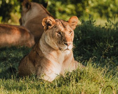 Aslanlar çimlerde uzanır, Yaşlı Pejeta Koruma, Kenya