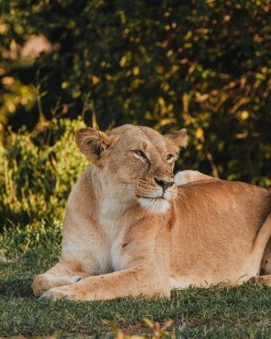 Dişi aslan altın saatinde ovayı inceliyor, Masai Mara.