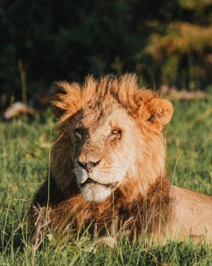 Haşmetli aslan Kenya 'nın güneş ışığı Ol Pejeta' da güneşleniyor.