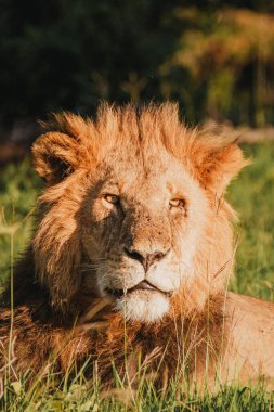 Haşmetli aslan Kenya 'nın güneş ışığı Ol Pejeta' da güneşleniyor.