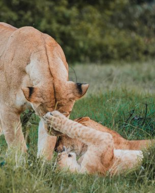 Dişi aslan, yavrusu Ol Pejeta ile şakalaşıyor.