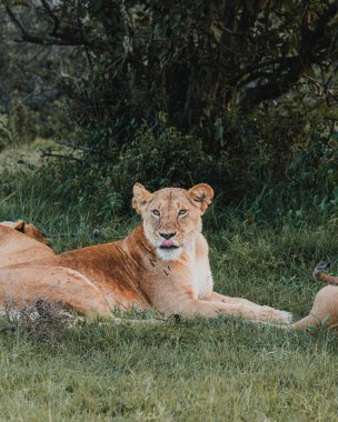 Ol Pejeta, Kenya, çimenlerin üzerinde yatan dişi aslanı uyarın.