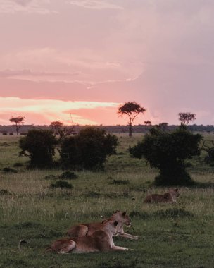 Aslanlar gün batımında dinleniyor, Yaşlı Pejeta Koruma Alanı, Kenya.