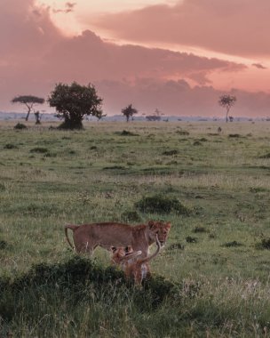 Lions resting at sunset, Ol Pejeta Conservancy, Kenya. clipart