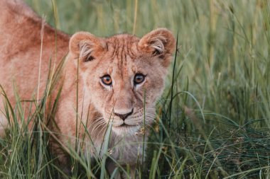 Aslan yavrusu şafakta çimenlerde yatıyor, Masai Mara.