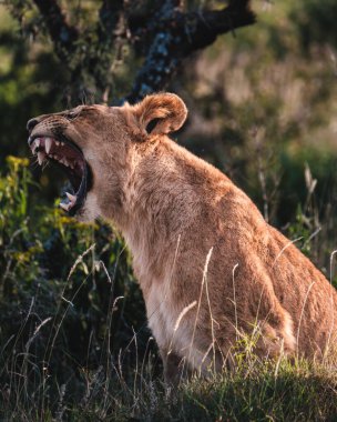 Yaşlı Pejeta Koruma Alanında kükreyen genç erkek aslan, Kenya