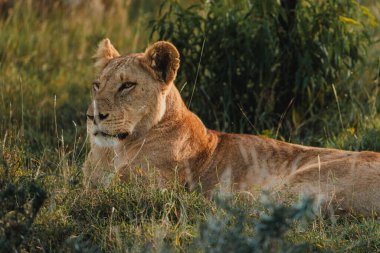 Lioness in repose, soft gaze, Ol Pejeta Conservancy. clipart