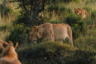 Prowling lionesses in Ol Pejeta's evening light. clipart