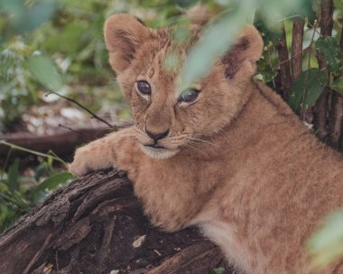 Lion cub in bush, Masai Mara, Kenya clipart